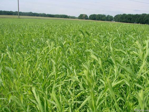 Продам насіння Льону олійного