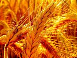 Продам насіння озимого жита - Стоір