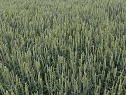 Продам насіння озимої пшениці сорт Селевіта