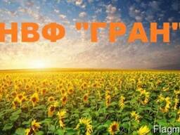 Продам насіння соняшника (під гранстар) Барса, Толедо, Нео