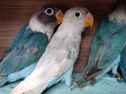 Продам нерозлучники маскового в м. Рівне.