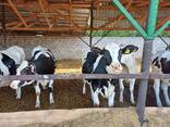 Продам нетелів голштинської породи - фото 1