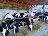 Продам нетелів голштинської породи - фото 3
