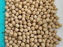 Продам нут (турецький горох, chickpeas)- 500т. , с/г виробник, б/г з ПДВ, $ контракт.