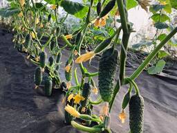 Продам огірки/дрібний опт