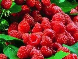 Продам оптом малину на заморозку