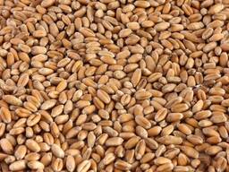 Продам оптом пшеницю, муку, кукурудзу, олію
