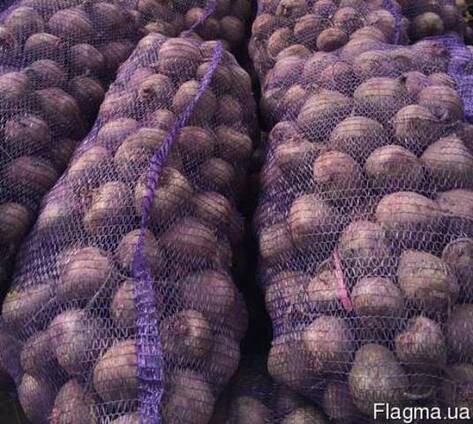 Продам оптом свеклу