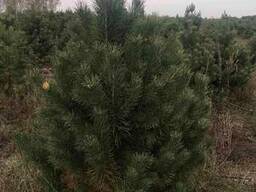 Продам отборные елки и сосны оптом