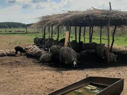 Продам овец романовська порода