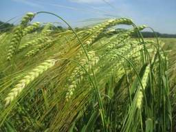 Продам озима ячмень семена ячменя