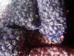 Продам озимий Часник