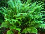 Продам Папоротник (Щитовник мужской) и много других растений - фото 3