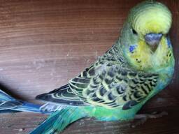 Продам папуги хвилясті-чехи