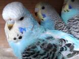 Продам папуги хвилясті-чехи - фото 2