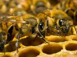 Продам пасіку, бджолосім'ї