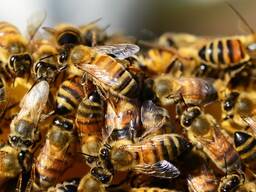 Продам пчелопакеты украинской степной и итальянской породы