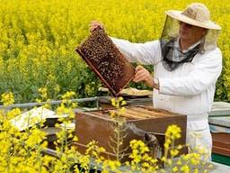 Продам пчелосемьи Украинской степной породы и Карника. Рута