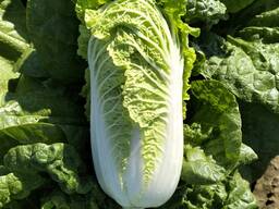 Продам пекінську капусту