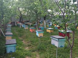 Продам плідні матки Карпатка, тип Вучківський