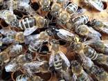 Продам плодные меченые пчелиные матки Карпатской породы 2023г. - фото 1