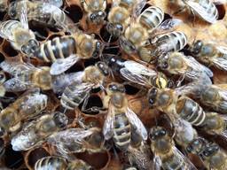 Продам плодные меченые пчелиные матки Карпатской породы 2023г.