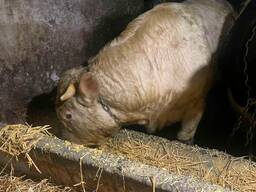 Продам поголів'я ВРХ (бики).