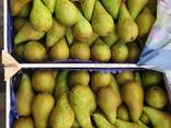 Продам польскую грушу. - фото 2