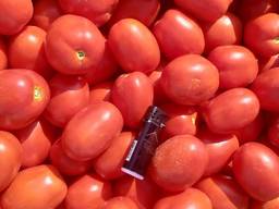 Продам помидор, сорта сливка и кругляк, обьёмами, фермер.