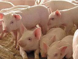 Продам поросят 8-11кг ОПТОМ