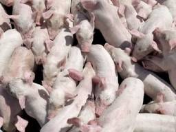 Продам поросят в краткие сроки (от 30 голов)