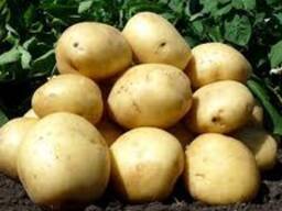 Продам посадку Арізони оптом