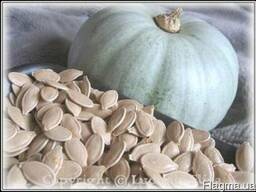 Продам посевной материал семена тыквы