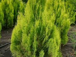 Теплицы Одесская обл.