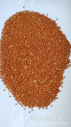 Продам просо червоне (Panicum miliaceum)- 500т. , с/г виробник.