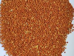 Продам просо червоне (Panicum miliaceum)- 500т. , с/г виробник.