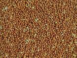 Продам просо червоне (Panicum miliaceum) - 900т. , б\н або $, виробник. - фото 2