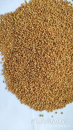 Продам просо жовте (Panicum miliaceum)- 500т. , с/г виробник.