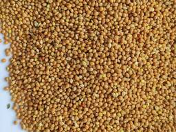 Продам просо жовте (Panicum miliaceum)- 500т. , с/г виробник.