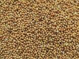 Продам просо жовте (Panicum miliaceum)- 500т. , с/г виробник. - фото 2