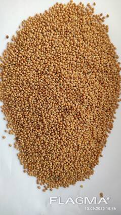 Продам просо жовте (Panicum miliaceum) - 900т. , б\н або $, виробник.