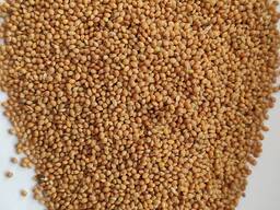 Продам просо жовте (Panicum miliaceum) - 900т. , б\н або $, виробник.