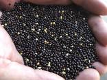 Продам проссо, сорт «Нимрод», перша рекпродукція - фото 1