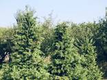 Продам псевдотсугу Мензиса (Дугласия) - фото 1