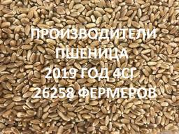 Продам пшеницу. Справочник 2019 4СГ(26258 фирм)