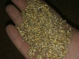 Продам пшеницю фуражну. Врожай 2019 року.