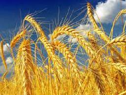 Продам пшеницю