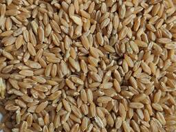 Продам пшеницю тверду скловидну (дурум)- 10т.