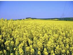 Продам рапс