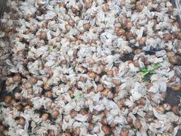 Продам равлик, виноградний (дикий)